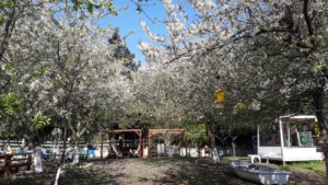 İstanbul Sarıyerde kamp alanı giritli