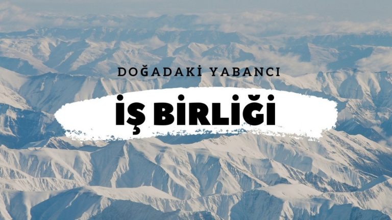 İş Birliği